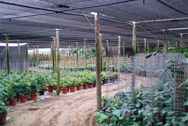 Interior Decor Potted Plants